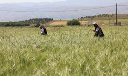 Elazığ’da süne sürveyi ve CBS çalışmaları sahada değerlendirildi