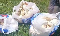Erzurum’da Yağış Sonrası Mantar Bereketi: 45 Dakikada Poşetler Doldu