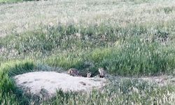 Kars’ta meraklı tilki yavruları objektiflere yansıdı