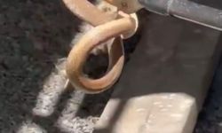 Iğdır'da eve giren yılan paniğe neden oldu
