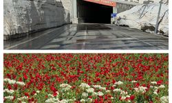 Van'da bir yanda çiçekler, diğer yanda metrelerce kar