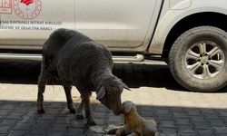 Erzincan’da veteriner müdahalesiyle koyun ve kuzusu kurtarıldı