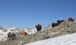 Kaçkarlar’da asırlık gelenek sürüyor: Tarihi Öküz Göçü tamamlandı