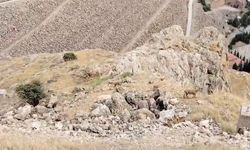 Keban’da Dağ Keçileri Sürüler Halinde Görüntülendi