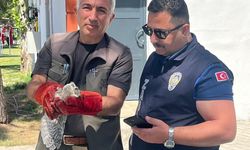 Battalgazi Zabıtası Yavru Baykuşu Koruma Altına Aldı