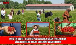 Muş'ta ikinci çilek hasadı başladı: ‘Kendin topla kendin ye’