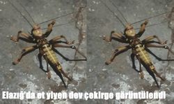 Elazığ’da et yiyen dev çekirge görüntülendi
