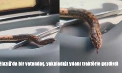 Elazığ’da çiftçiden şaşırtan anlar: Yılanla traktör turu