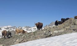 Hizan’ın tarihi taş evleri ve Gayda Barajı büyülüyor