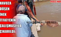 Muş’ta havuza düşen ineği itfaiye kurtardı