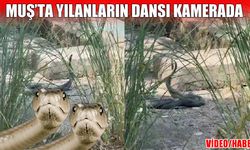 Muş’ta yılanların dansı kameralara yansıdı