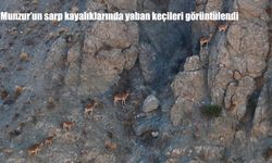 Munzur’un sarp kayalıklarında yaban keçileri görüntülendi