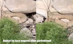 Hakkari’de koca engerek yılanı görüntülendi