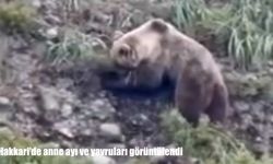 Hakkari’de anne ayı ve yavruları görüntülendi