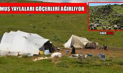 Muş yaylalarında göçer hareketliliği