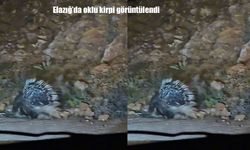 Elazığ’da nesli tehlike altındaki oklu kirpi görüntülendi