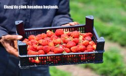 Elazığ'da çilek hasadına başlandı.