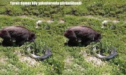 Ardahan’da yaralı yaban domuzu köy yakınlarında görüntülendi