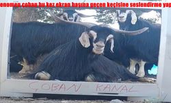 Fenomen çobandan yeni video: Keçisine seslendirme yaptı