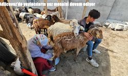 Adilcevaz’da yaylacıların yaz mesaisi devam ediyor