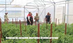 Erzincan’da seracılık yatırımları üretimi artırıyor