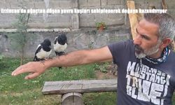 Erzincan'da ağaçtan düşen yavru kuşları sahiplenerek doğaya kazandırıyor