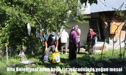 Oltu Belediyesi kene alarmına karşı sahada