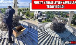 Muş’ta tedavi edilen leylek yavruları yuvalarına döndü
