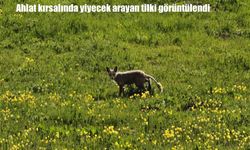 Bitlis’te doğada yiyecek arayan tilki görüntülendi