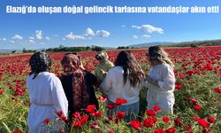 Elazığ’daki doğal gelincik tarlası vatandaşların ilgi odağı oldu