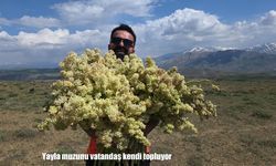 Van’da “Yayla muzu” olarak bilinen uçkuna yoğun ilgi