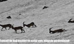 Tunceli'de dağ keçileri ve ayılar aynı bölgede görüntülendi