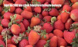 Ağrı’da 300 bin çilek fidesi üreticilerle buluştu