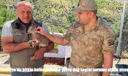 Bitkin halde bulunan yavru dağ keçisi hayata tutundu