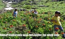 Hakkari dağlarında açan ters laleler ilgi odağı oldu