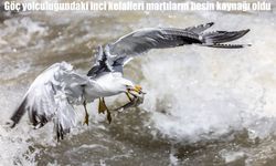 Van'da göç yolculuğundaki inci kefalleri martıların besin kaynağı oldu