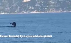 Hatay'ın Samandağ ilçesi açıklarında balina görüldü