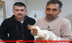Elazığ'da yaralı kaz yavrusuna hastanede pansuman yapıldı
