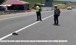 Erzurum'da polisten örnek hareket: Kaplumbağa için trafik durdu