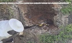 Elazığ'da Sarp Kayalıklardaki Doğal Bal Kameraya Yansıdı