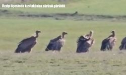 Van’da nadir görüntü: Kızıl akbaba sürüsü görüldü