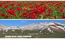 Van'ın yükseklerde kar, ovalarında açan rengârenk çiçekler görsel şölen sunuyor