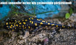 Tunceli’de nadir tür lekeli semender görüldü