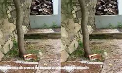 Cevizi Bulamayınca İsyan Etti! Sincabın Tepkisi Güldürdü