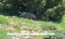 Erzincan'da kangal, koyunu bir an olsun yalnız bırakmadı