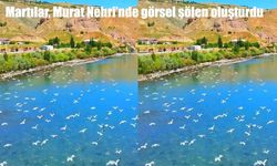Palu’da kartpostallık görüntüler: Martılar Murat Nehri’nde süzüldü