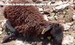 Hakkari'de kurt saldırısı: 50 koyun telef oldu