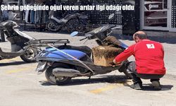 Erzincan’da oğul veren arılar ilgi odağı oldu