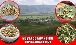 Muş’ta bu bitkileri koparmanın cezası 699 bin 245 TL