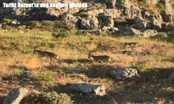Tarihi Harput’ta dağ keçileri görüldü